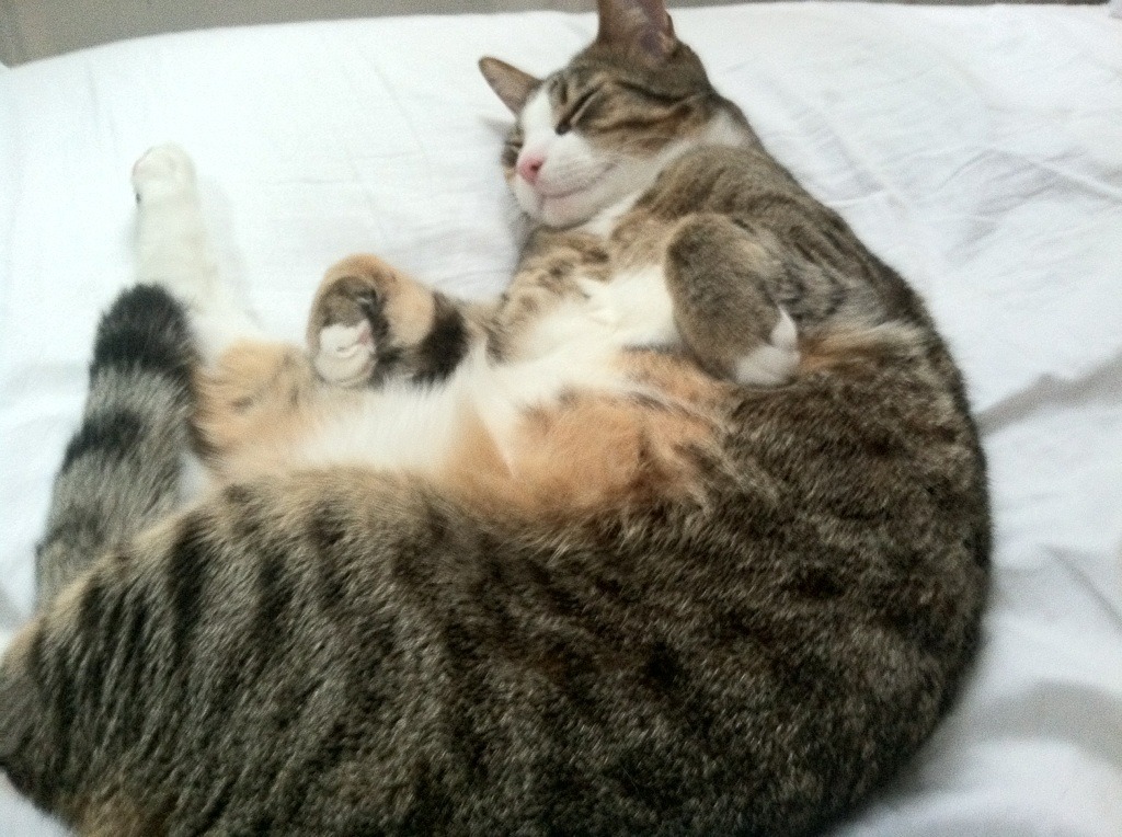 教科书之夜,莱奥如何用一场比赛定义季后赛巨星